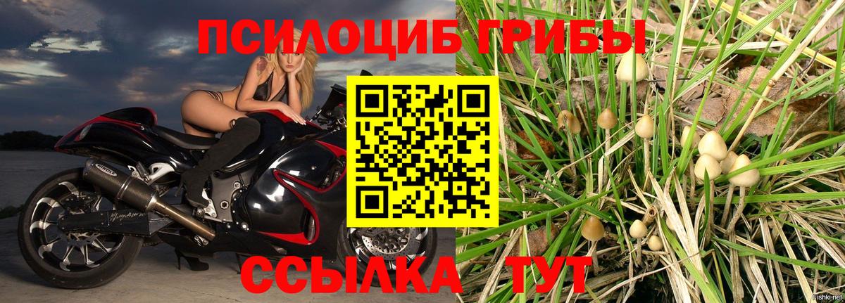 Галлюциногенные грибы прущие грибы Грозный